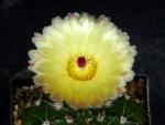 Notocactus incomptus with bud